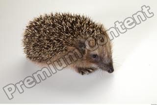 Hedgehog - Erinaceus europaeus  0013